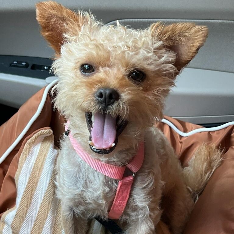 Gregster, adopted, Young Male Cairn Terrier.