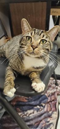 Mr. Boots, Adoptable, Adult Male Domestic Short Hair & Domestic Short Hair.
