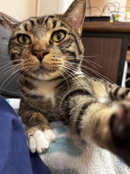 Enlarge Mr. Boots, a Adoptable mixed breed in Roseville, CA image 2/2