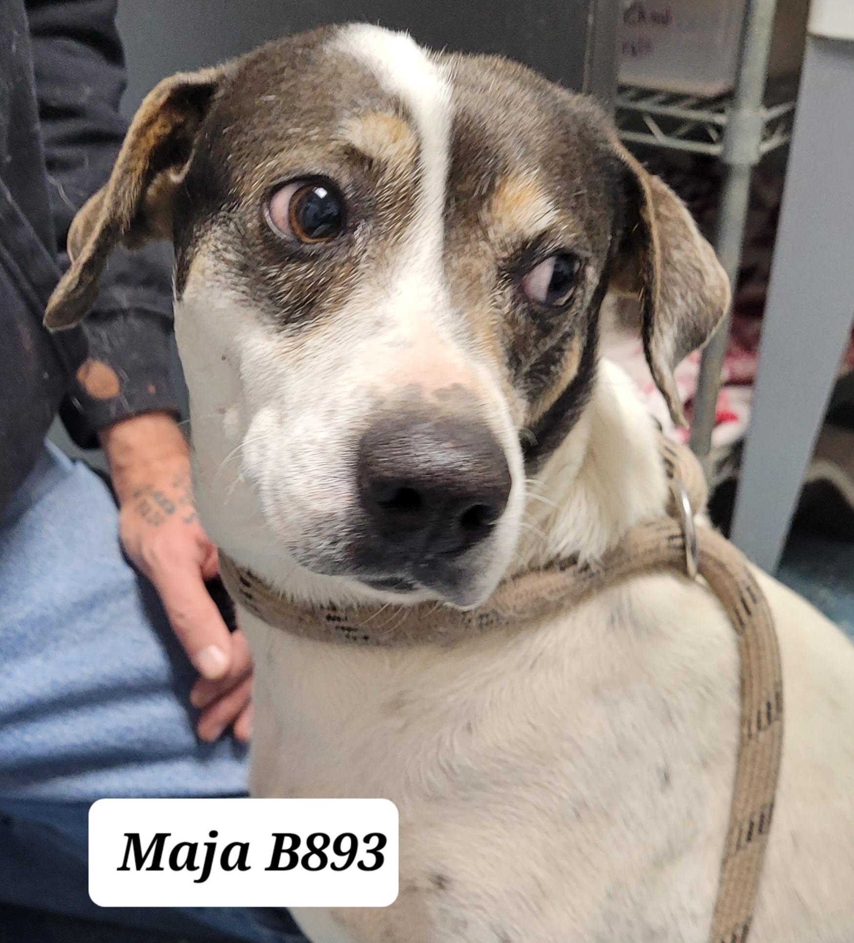Maja, ADOPTABLE, Adult Female Beagle & Australian Cattle Dog / Blue Heeler.