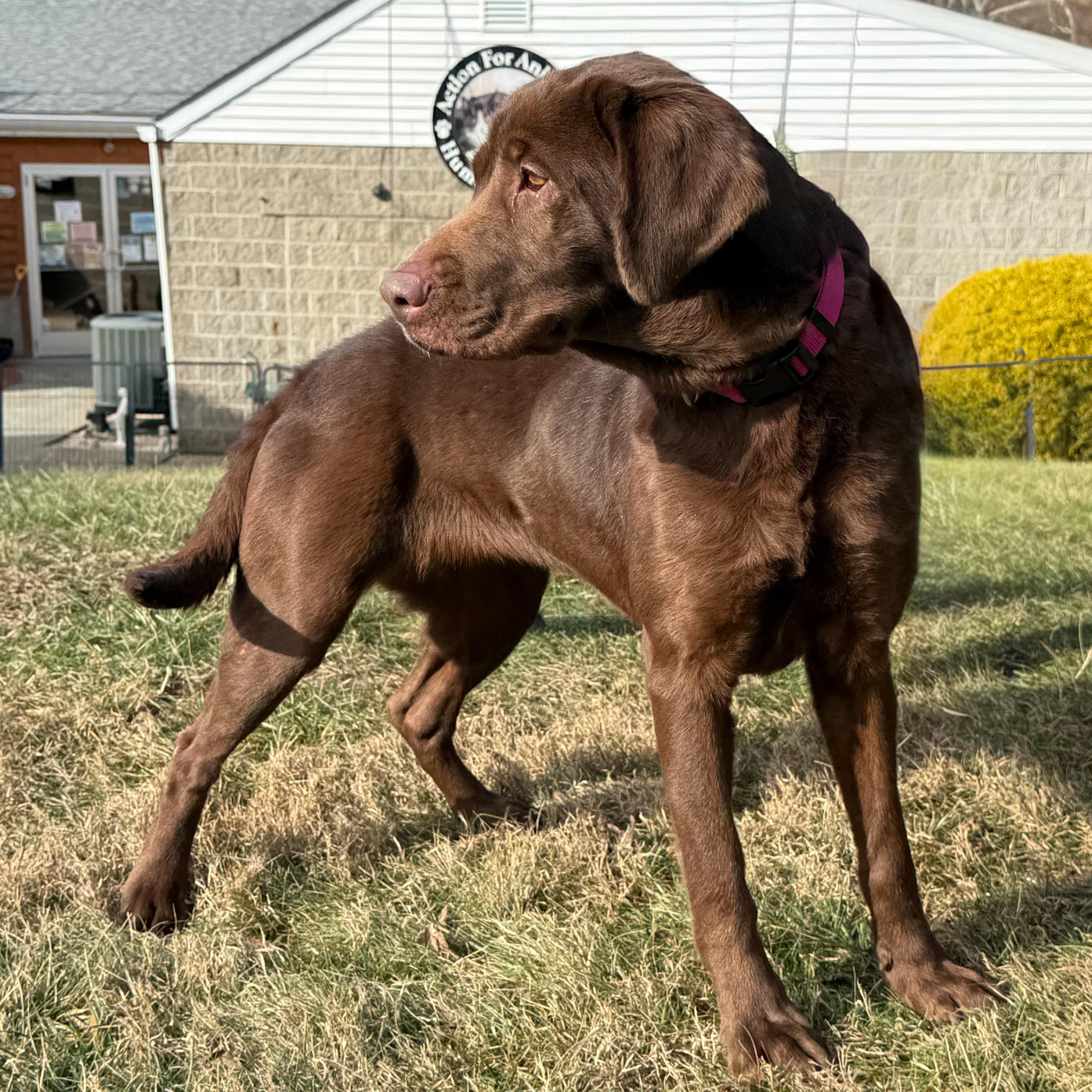 Enlarge Mollie, an adopted mixed breed in Latrobe, PA image 2/6
