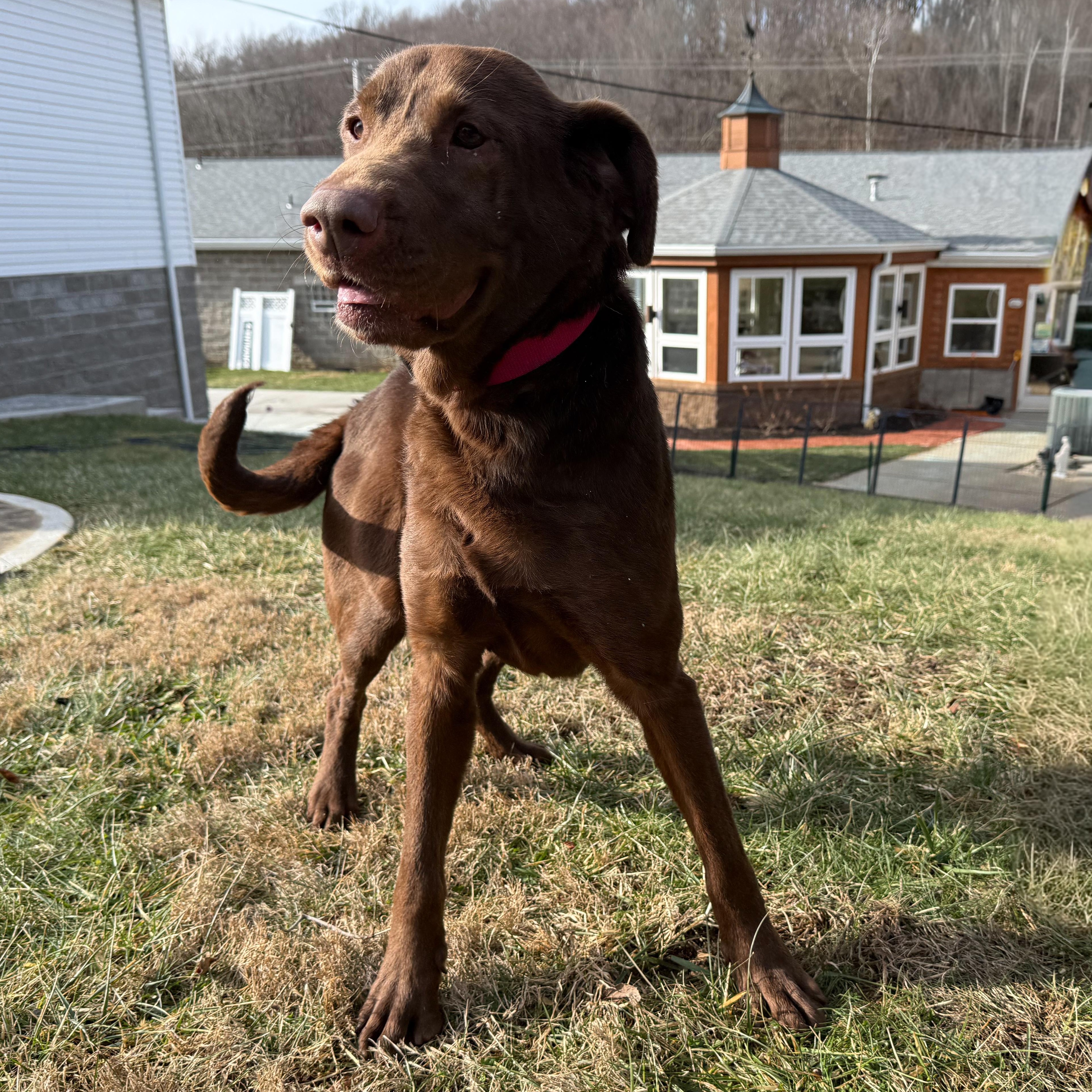 Enlarge Mollie, an adopted mixed breed in Latrobe, PA image 5/6
