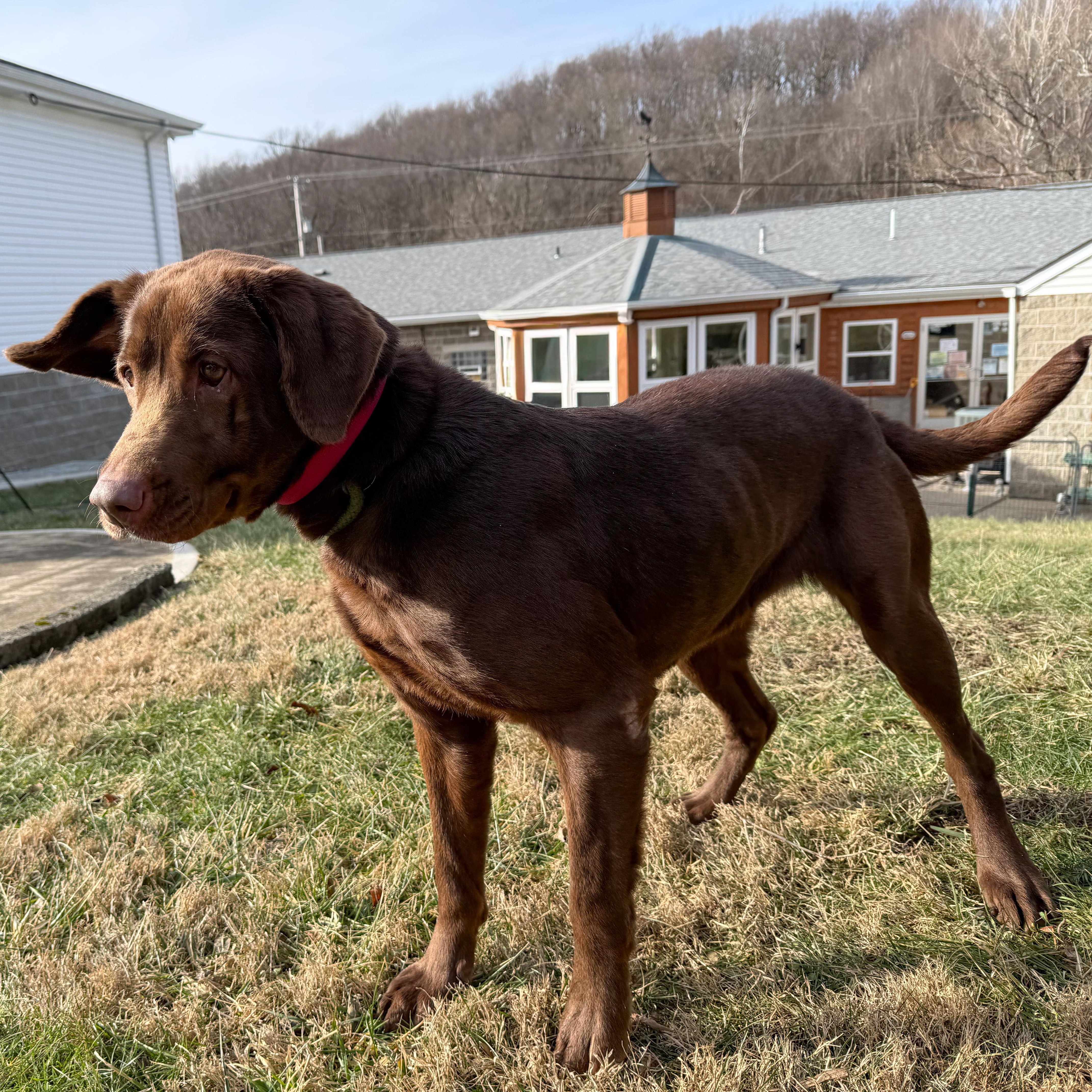 Enlarge Mollie, an adopted mixed breed in Latrobe, PA image 6/6