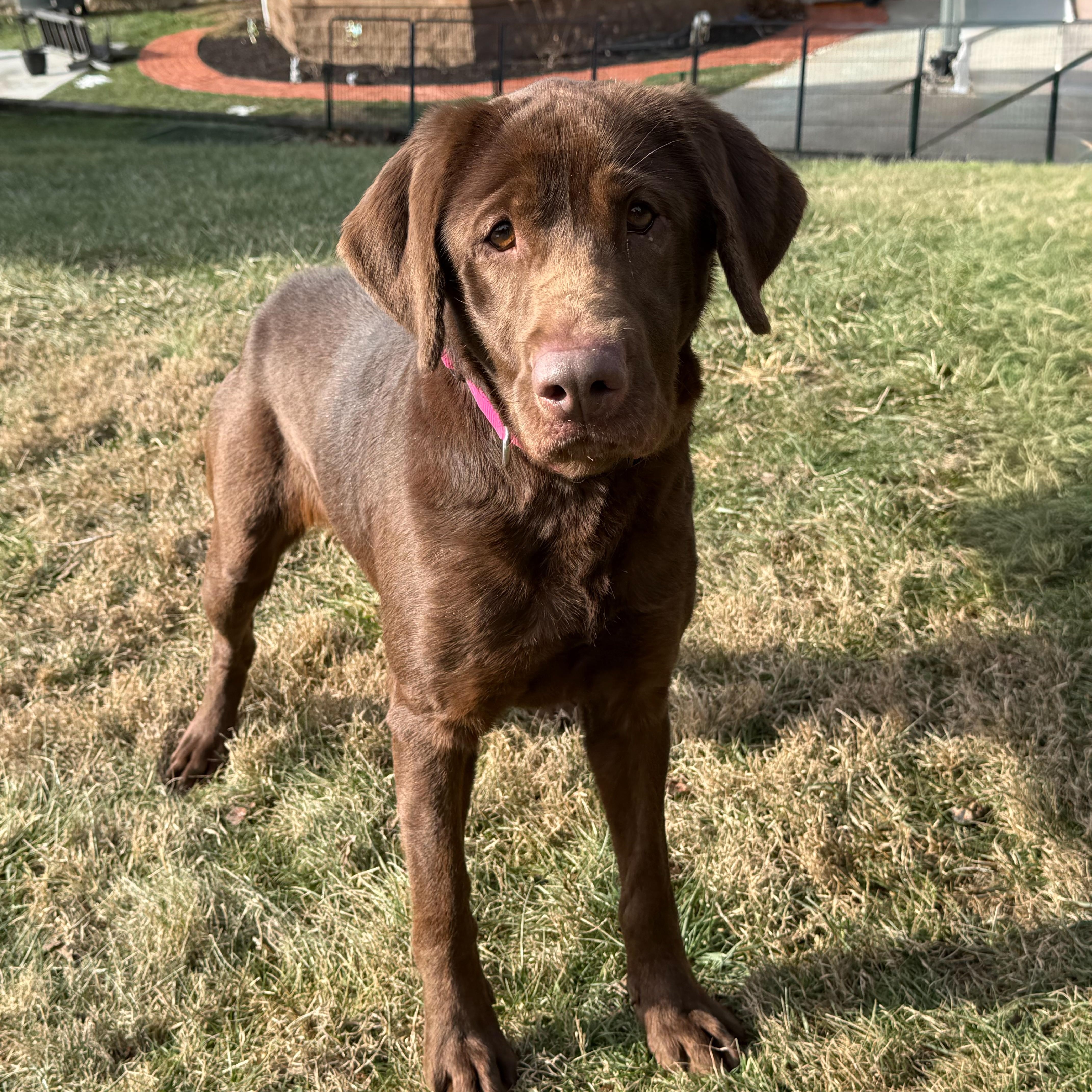 Enlarge Mollie, an adopted mixed breed in Latrobe, PA image 1/6