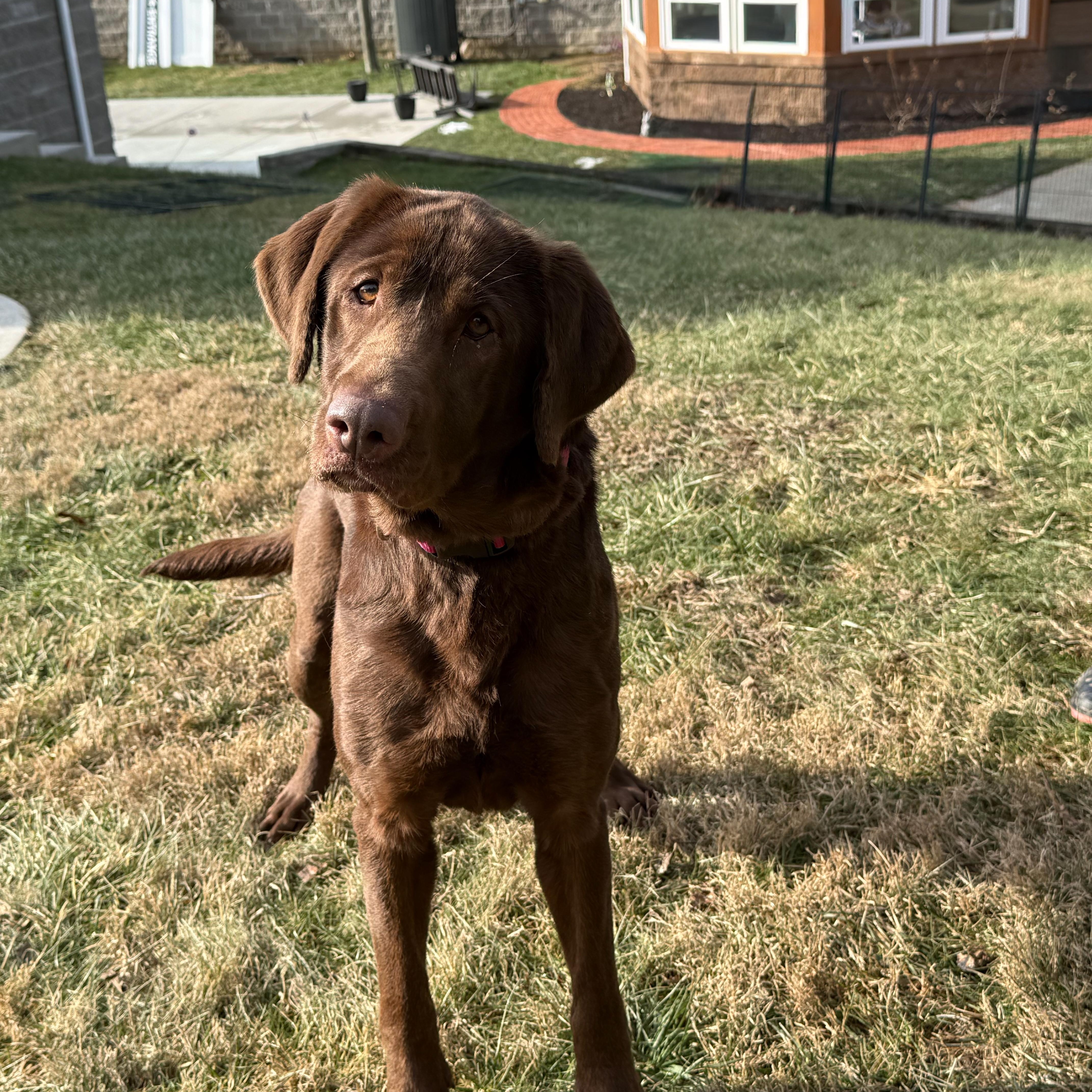Enlarge Mollie, an adopted mixed breed in Latrobe, PA image 3/6