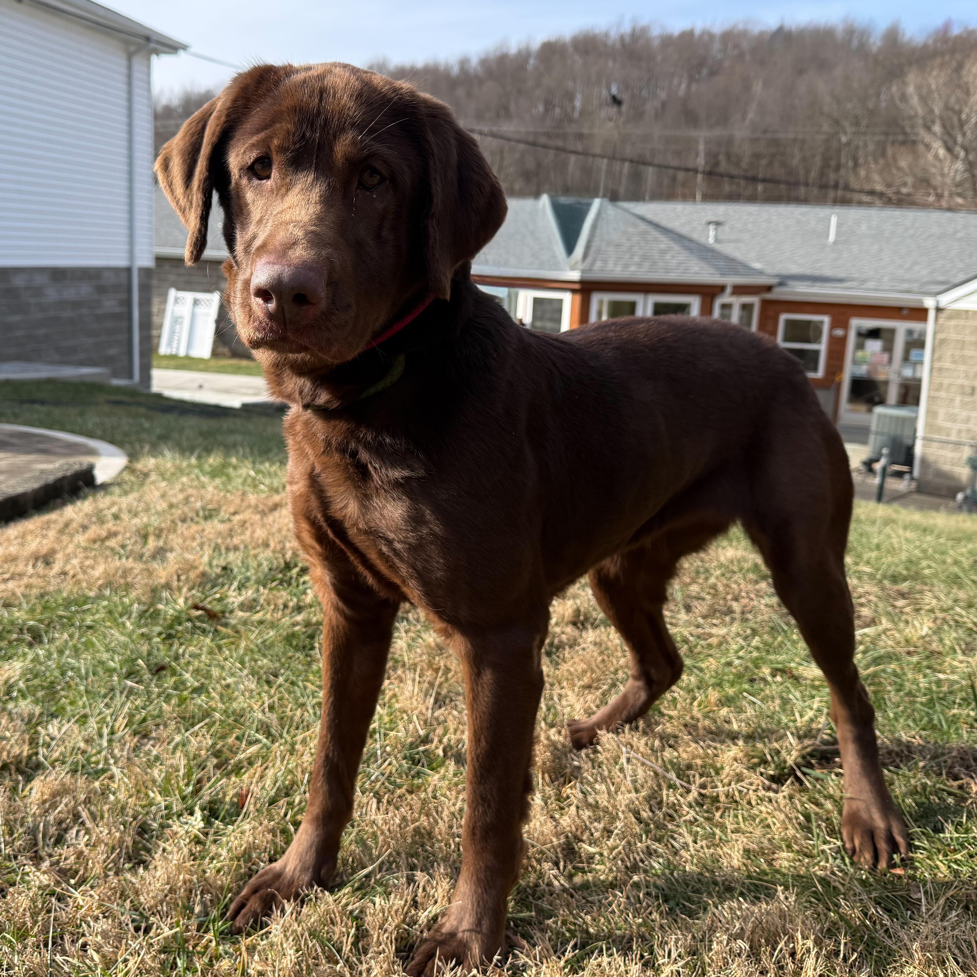 Enlarge Mollie, an adopted mixed breed in Latrobe, PA image 4/6