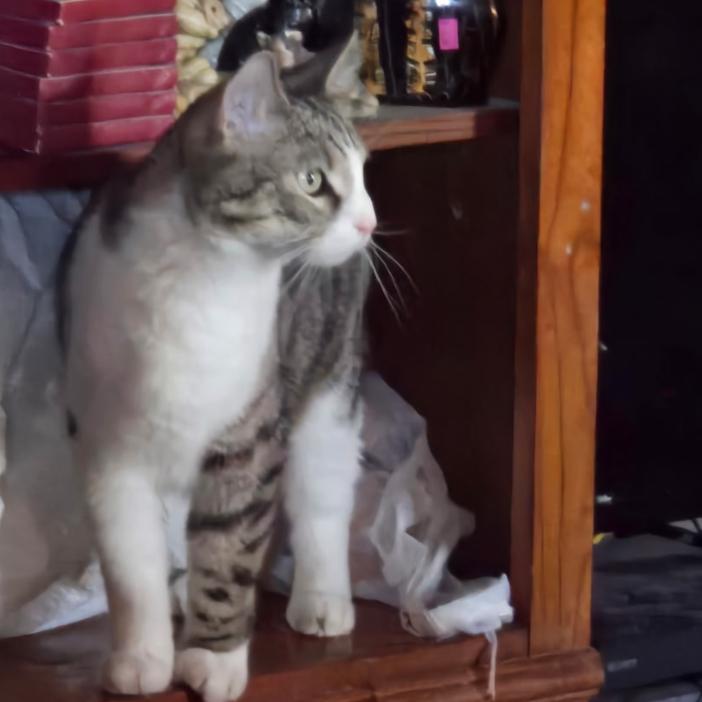 Chance, Adoptable, Adult Male Domestic Short Hair.