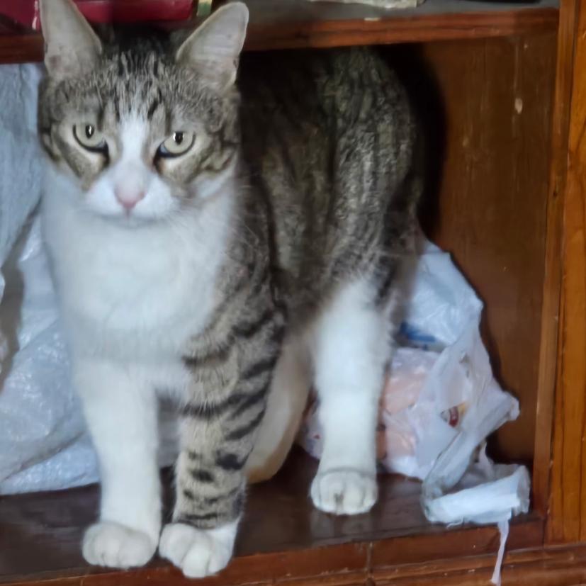 Enlarge Chance, a Adoptable Domestic Short Hair in Granby, MO image 2/2