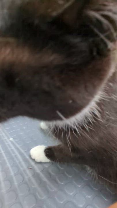 Enlarge Bridgette, a ADOPTABLE mixed breed in Chertsey, QC video 4/4