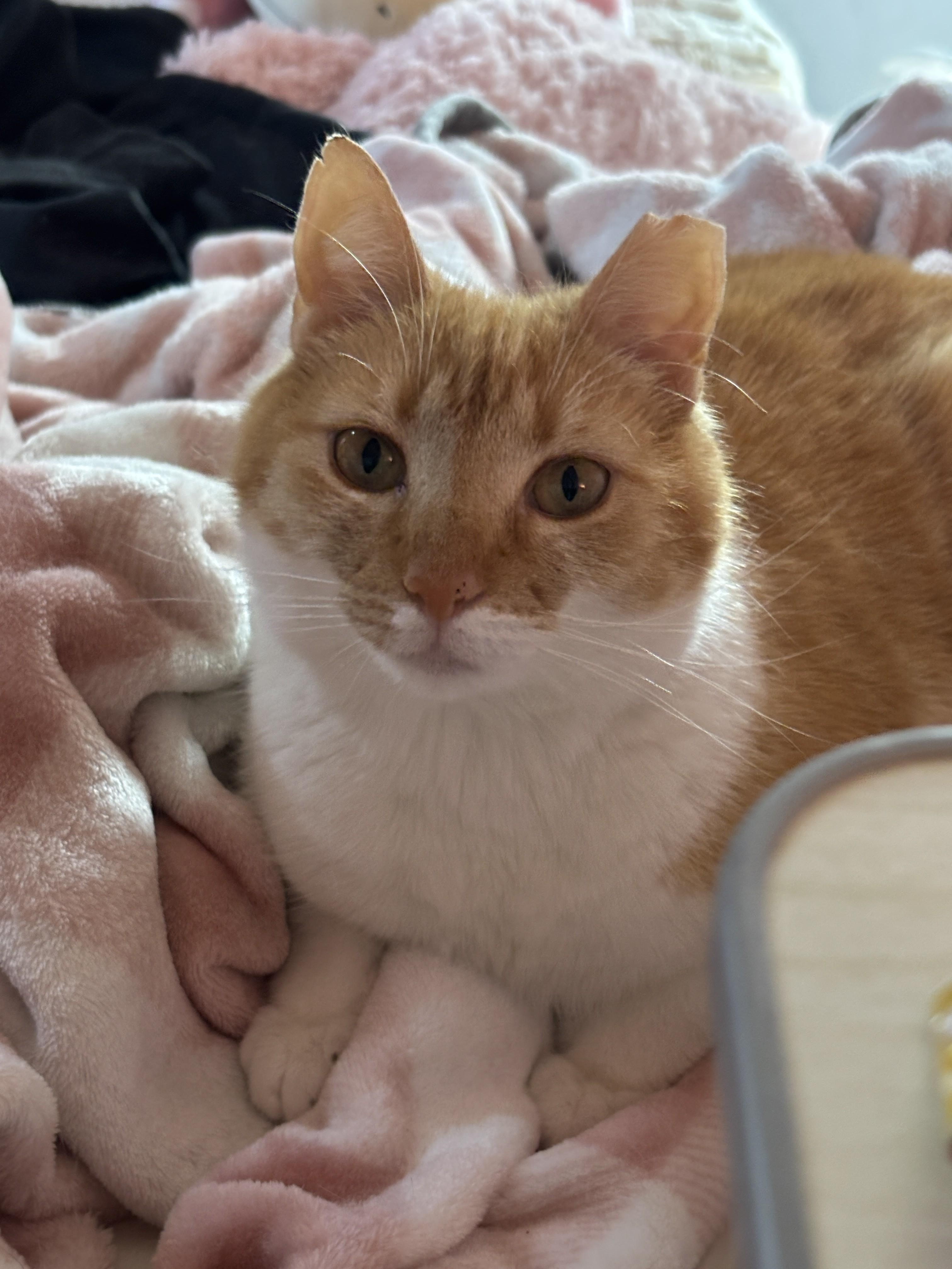 Gussie, Adoptable, Adult Female Domestic Short Hair.