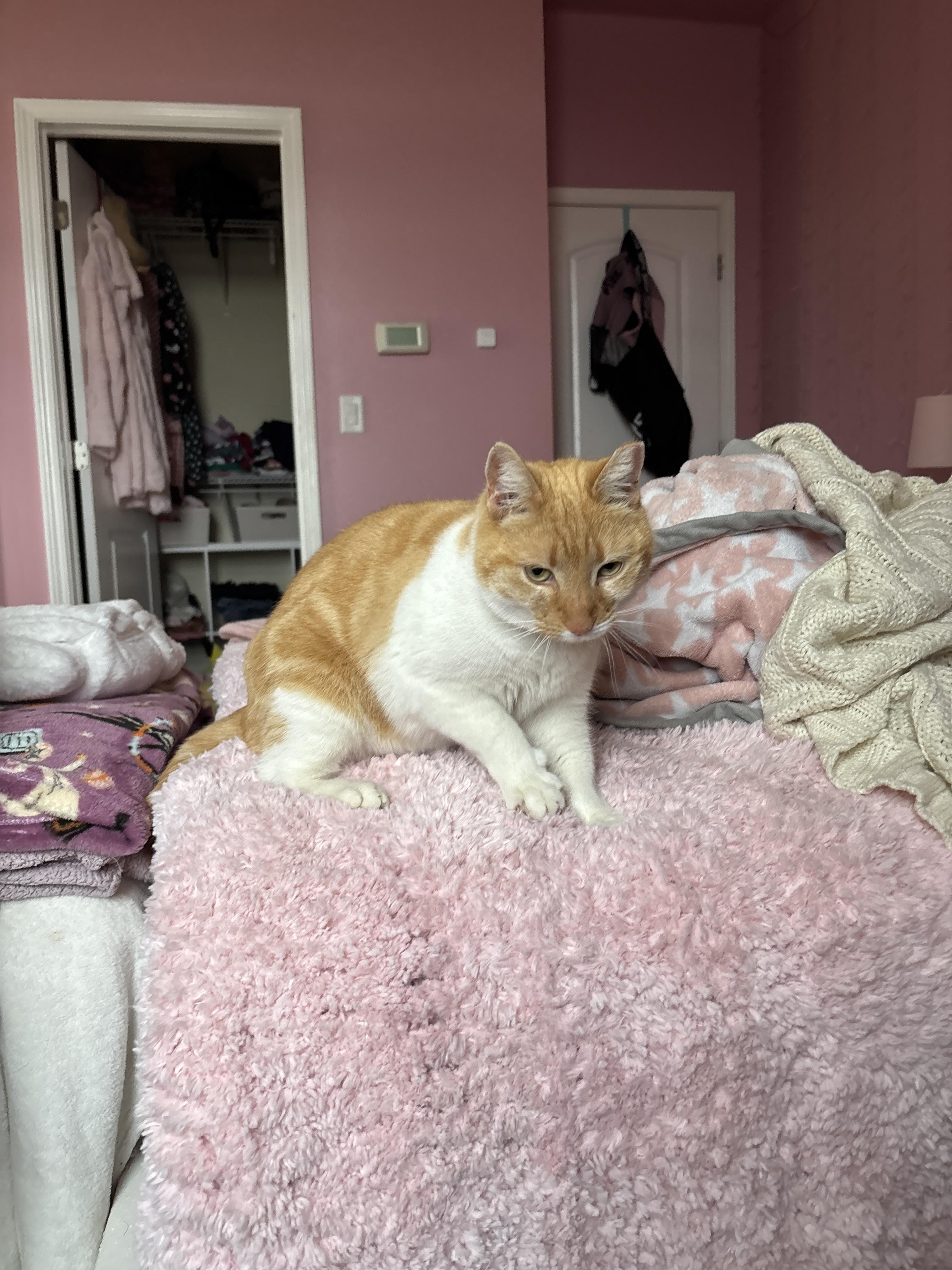 Enlarge Gussie, a Adoptable Domestic Short Hair in Albany, NY image 2/6