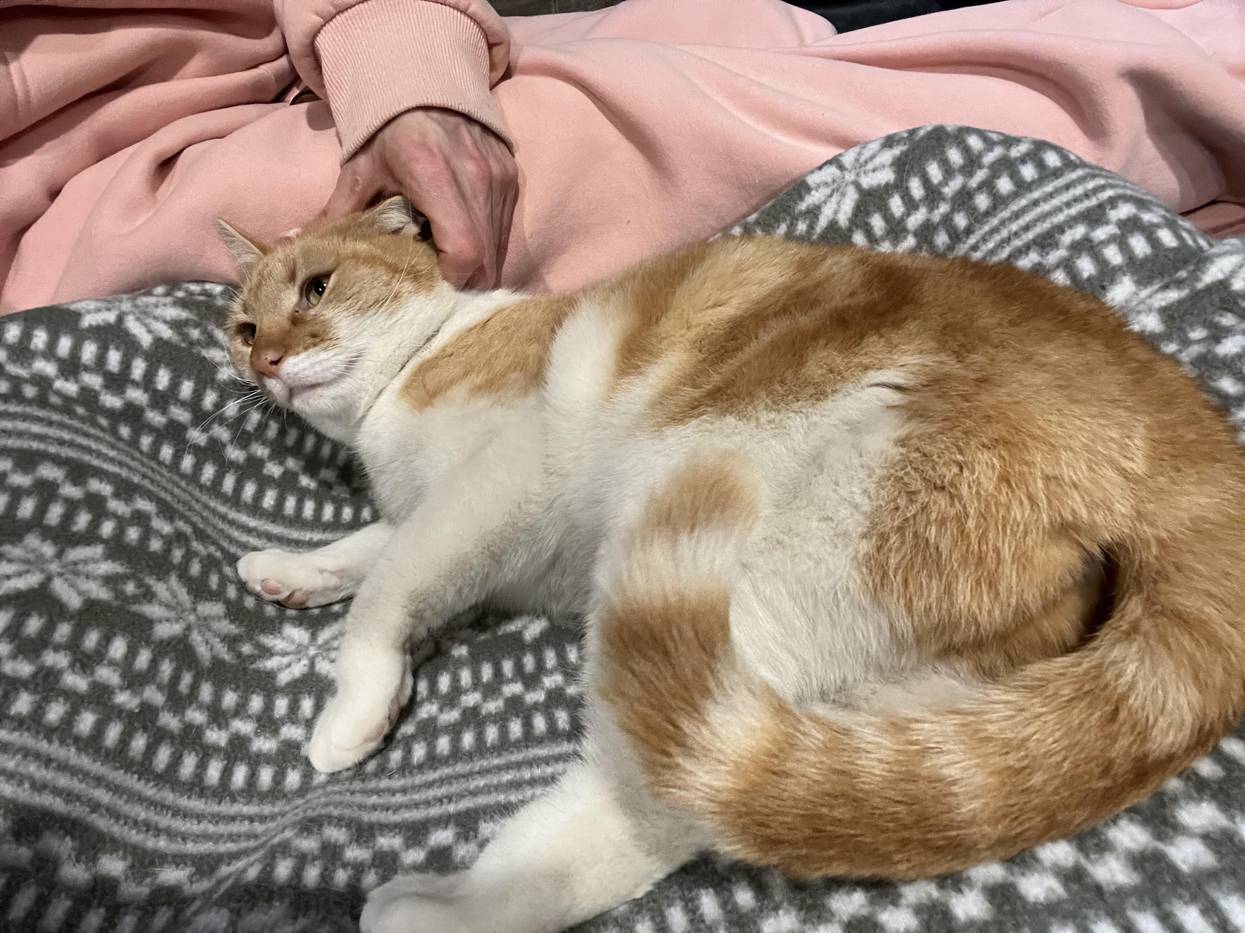 Enlarge Gussie, a Adoptable Domestic Short Hair in Albany, NY image 3/6