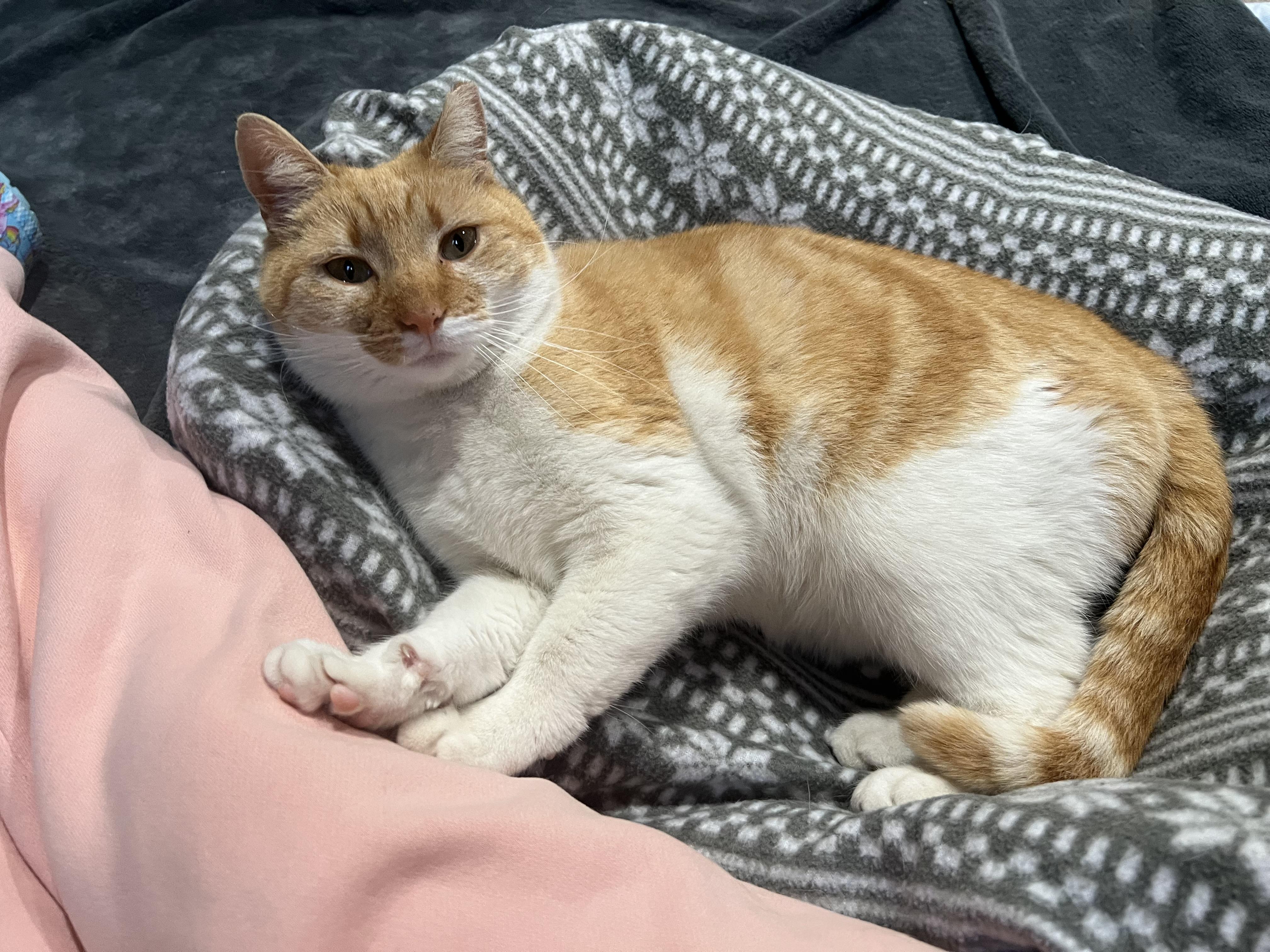 Enlarge Gussie, a Adoptable Domestic Short Hair in Albany, NY image 4/6