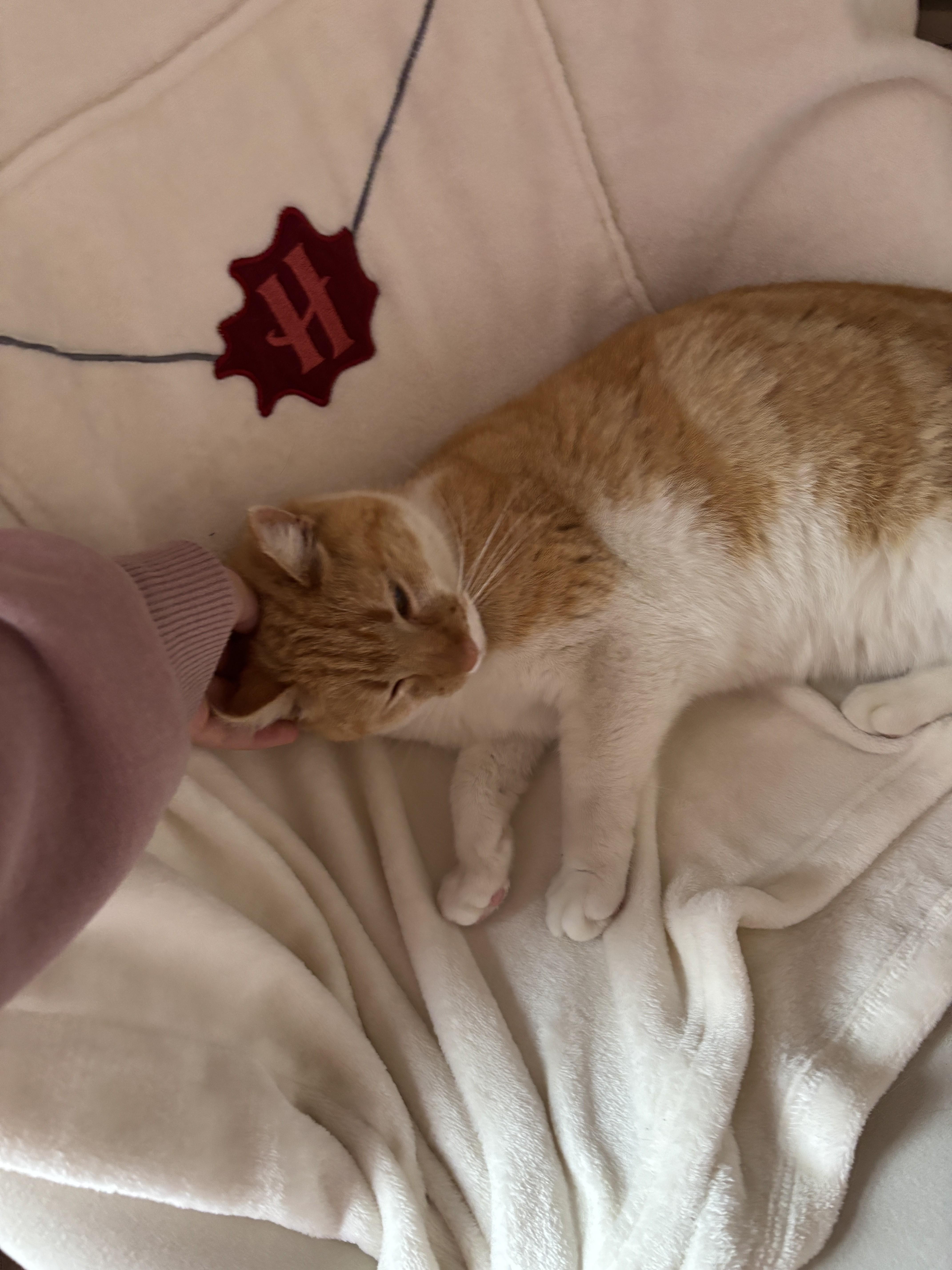 Enlarge Gussie, a Adoptable Domestic Short Hair in Albany, NY image 5/6