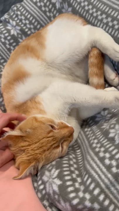 Enlarge Gussie, a Adoptable Domestic Short Hair in Albany, NY video 6/6