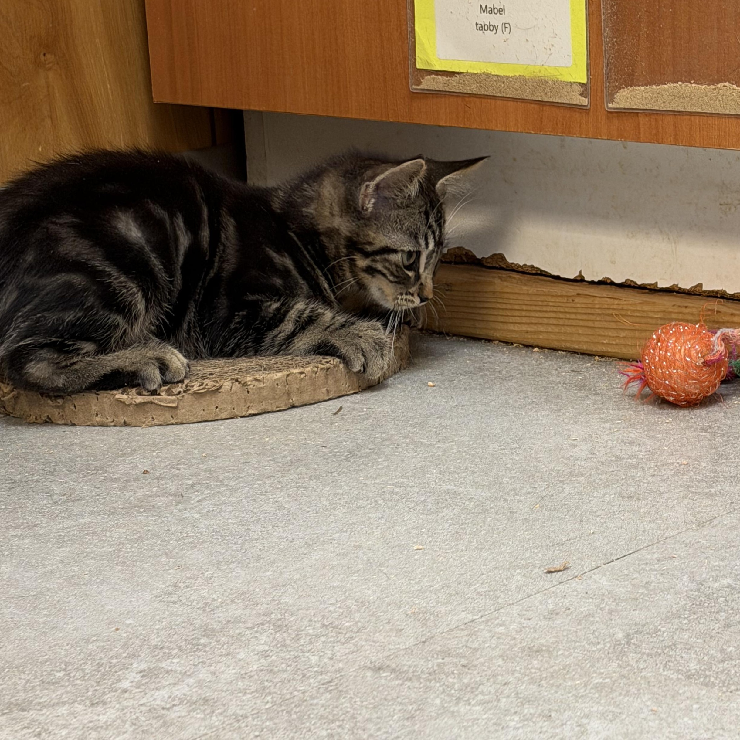 Chanchal, ADOPTABLE, Kitten Male Domestic Short Hair.