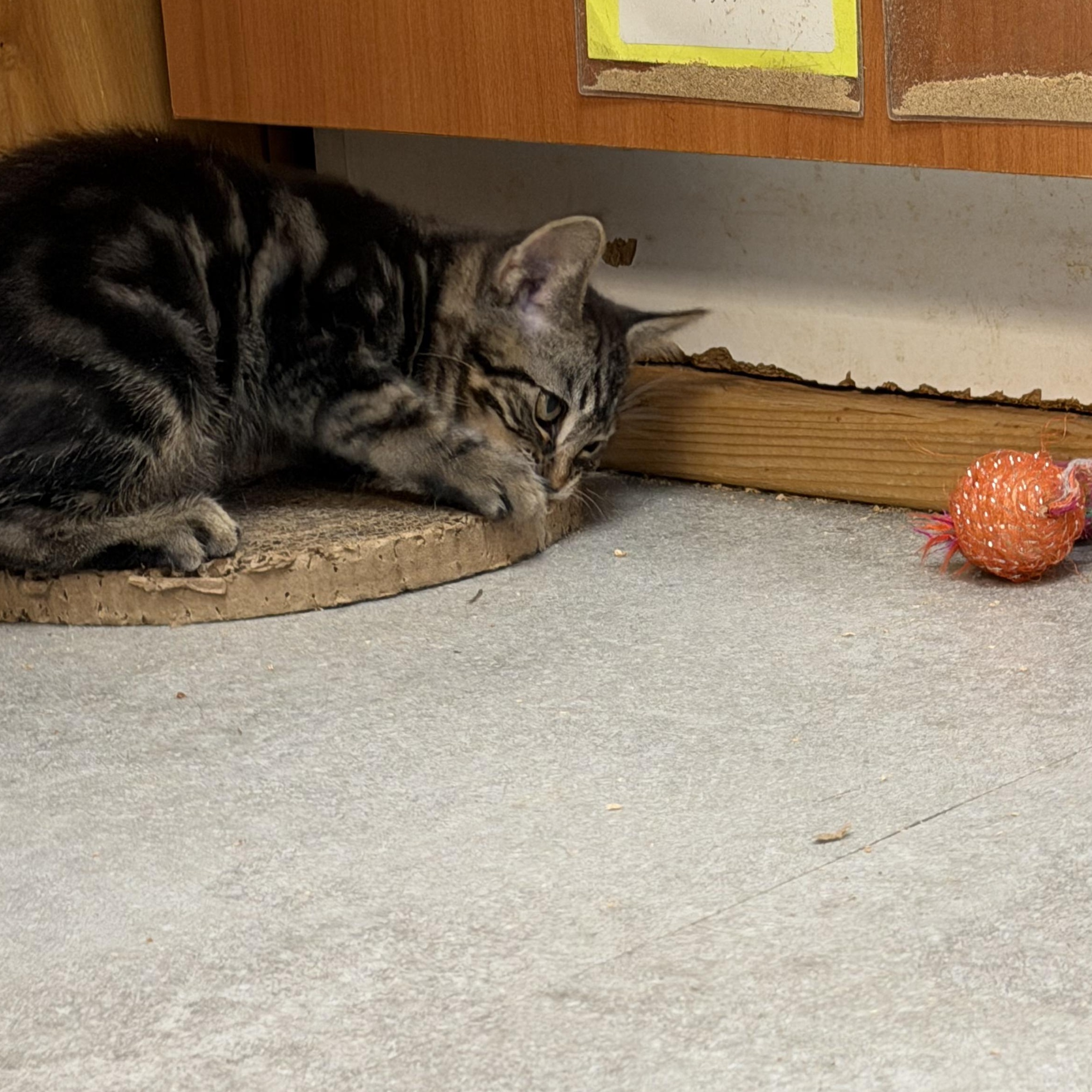 Chanchal, a ADOPTABLE Domestic Short Hair in Kent, WA image 3/3