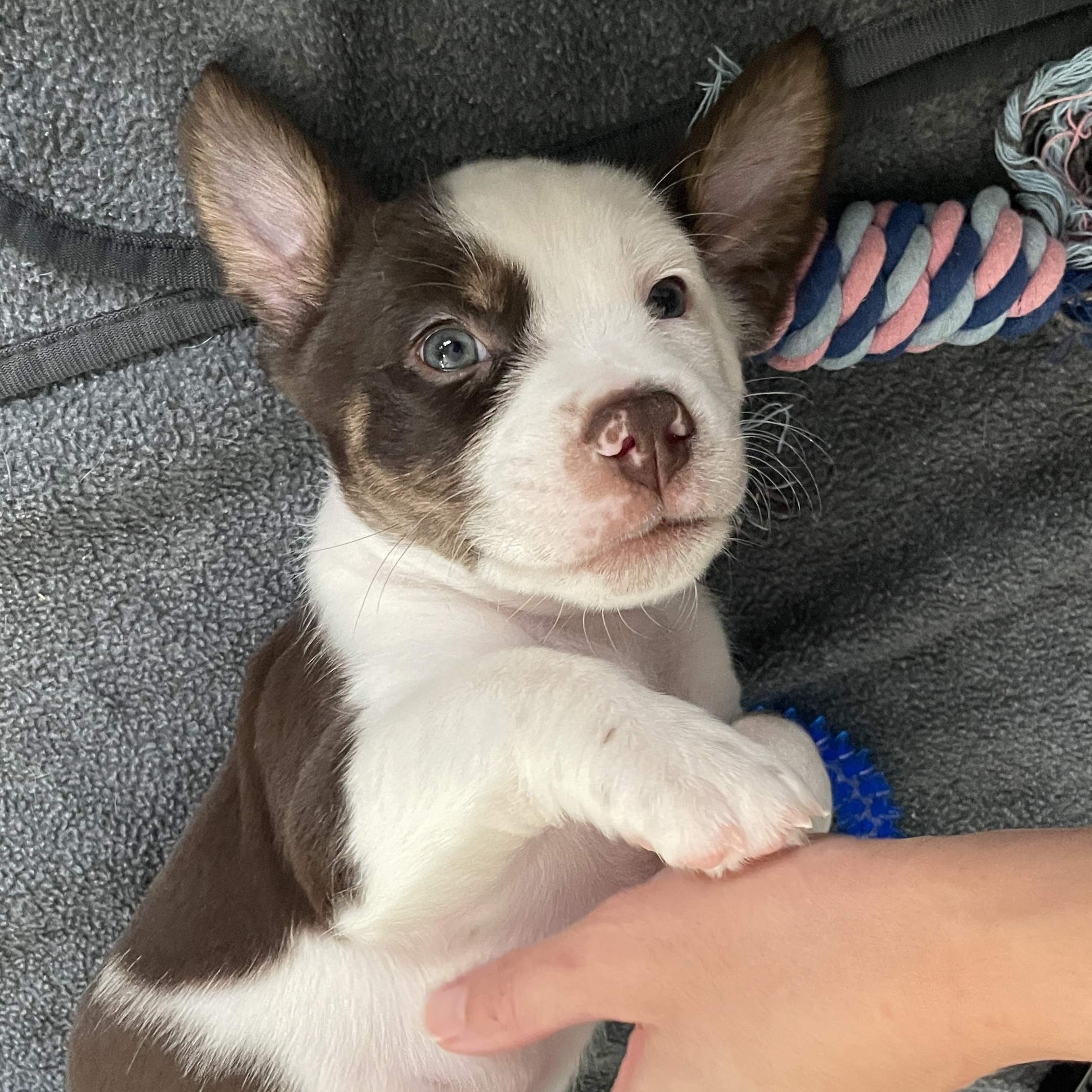 Enlarge Almond, a Adoptable mixed breed in San Diego, CA image 2/6