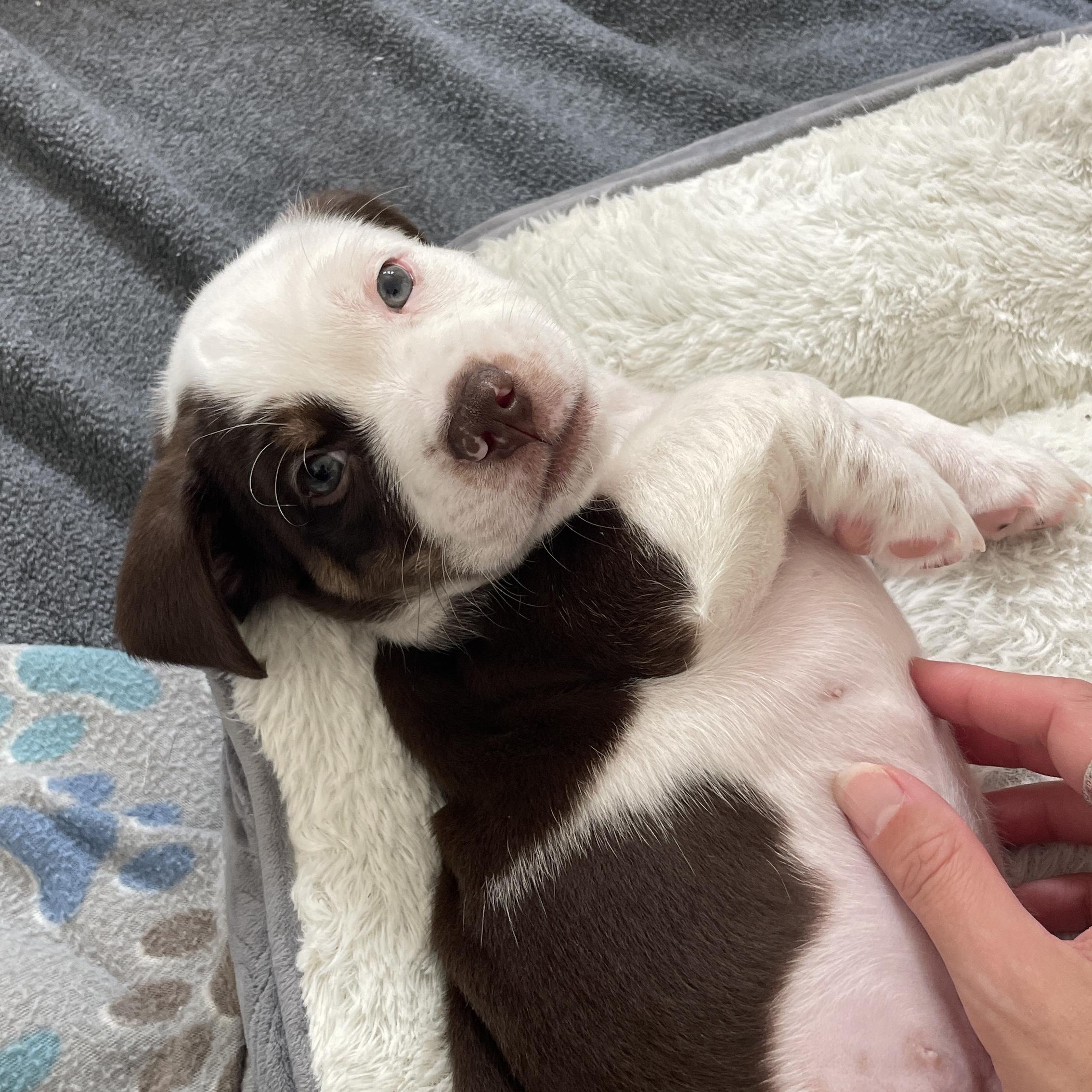 Almond, Adoptable, Puppy Male Chihuahua & Terrier.