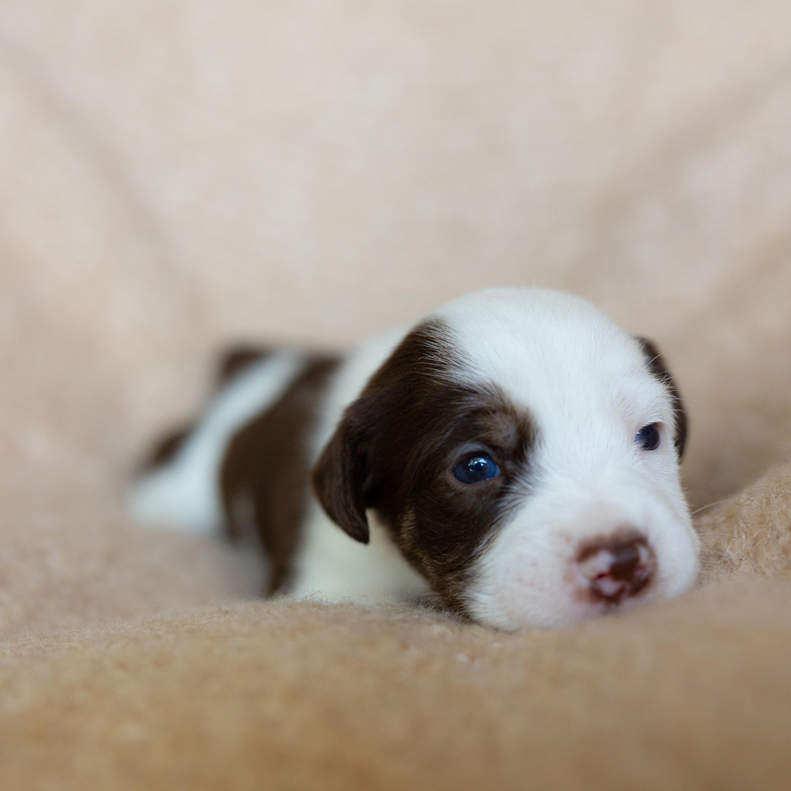 Enlarge Almond, a Adoptable mixed breed in San Diego, CA image 4/6