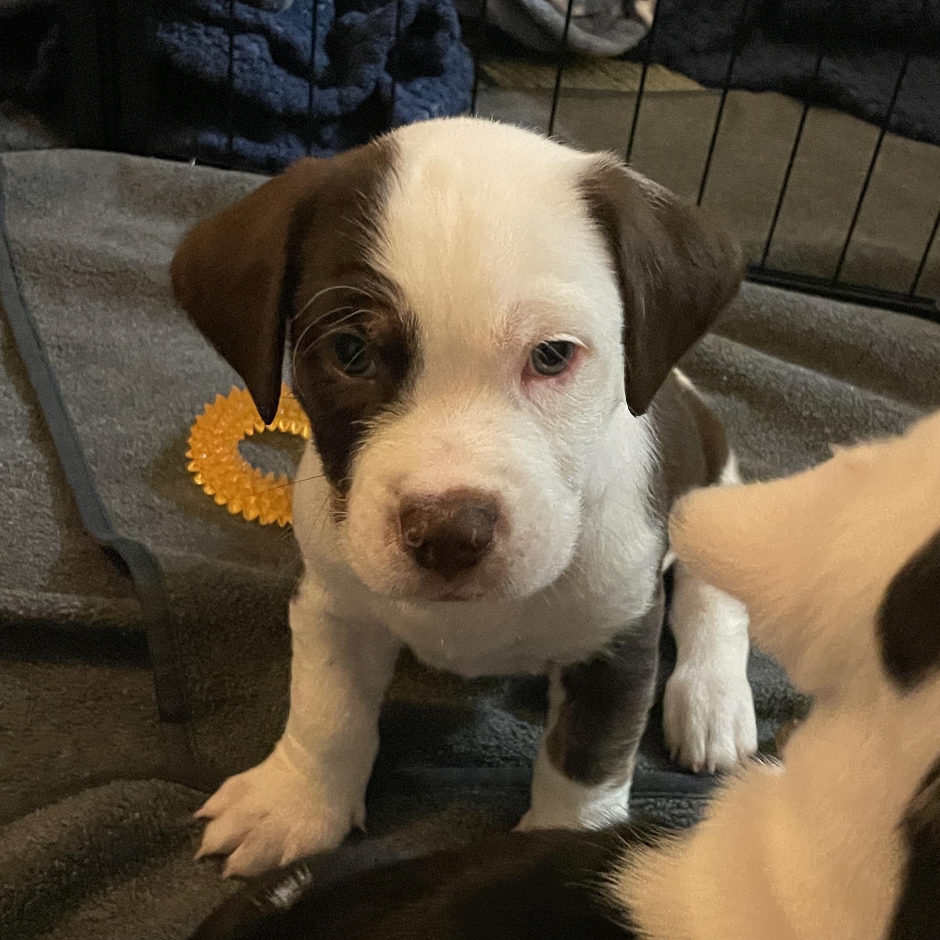 Enlarge Almond, a Adoptable mixed breed in San Diego, CA image 6/6