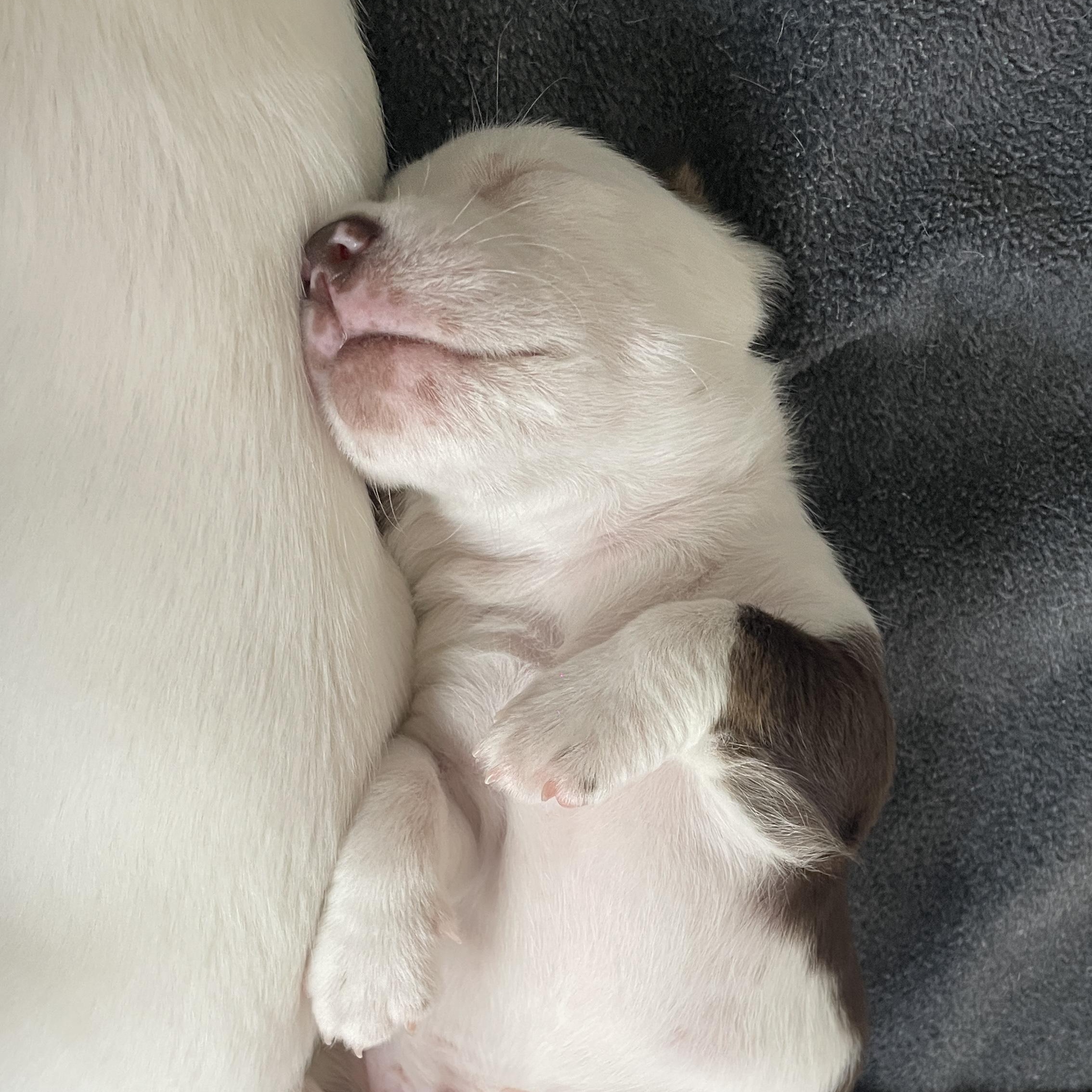 Enlarge Almond, a Adoptable mixed breed in San Diego, CA image 5/6