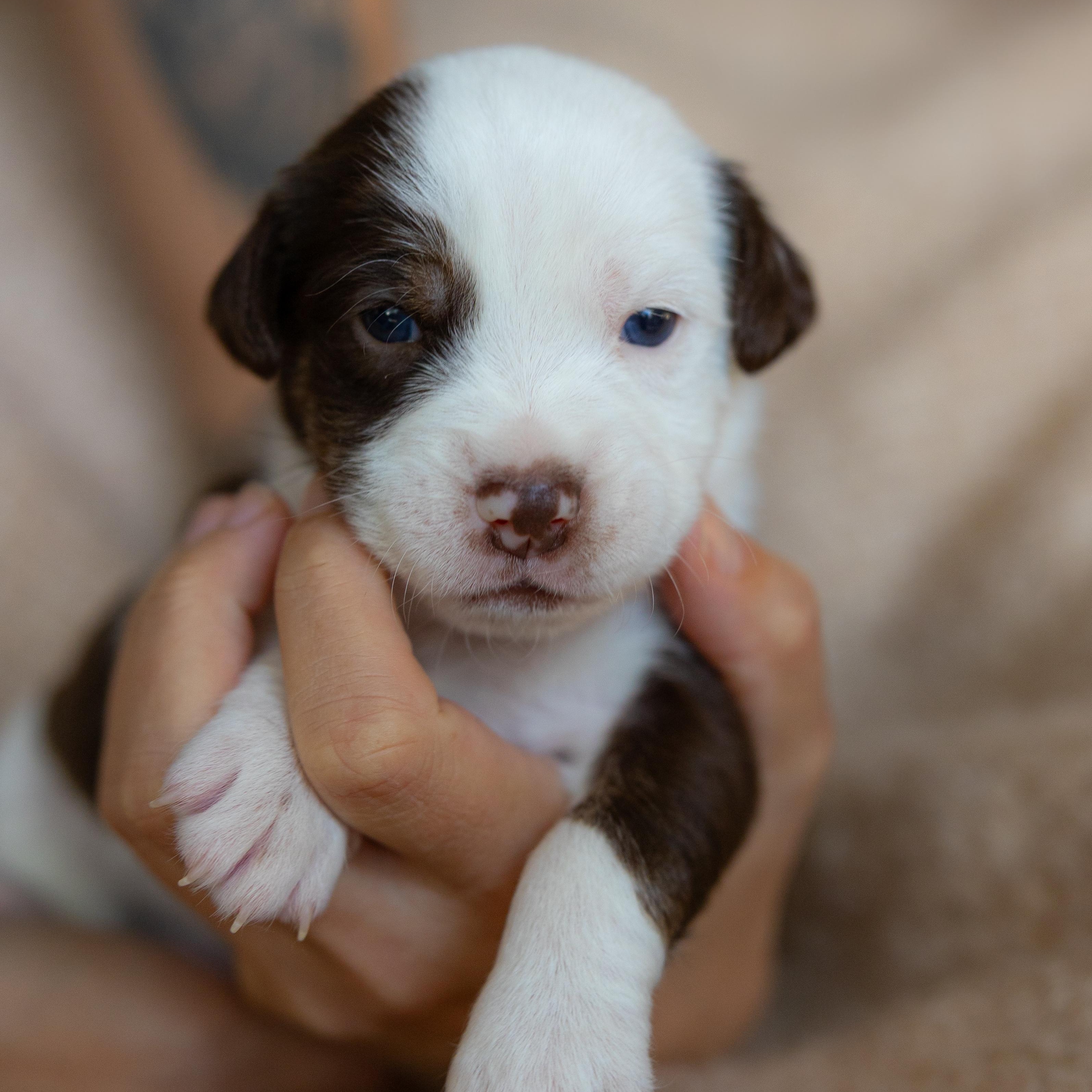 Enlarge Almond, a Adoptable mixed breed in San Diego, CA image 3/6