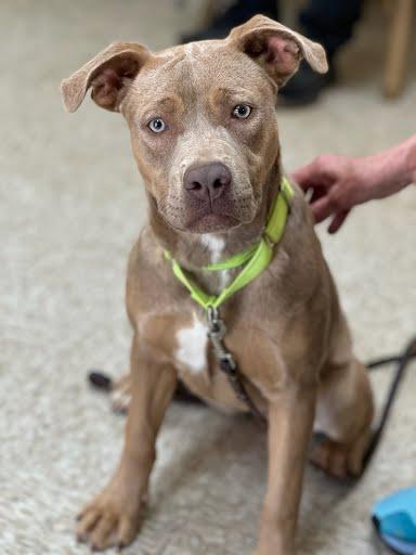 Enlarge Hannah, an adopted mixed breed in Marshall, TX image 1/1