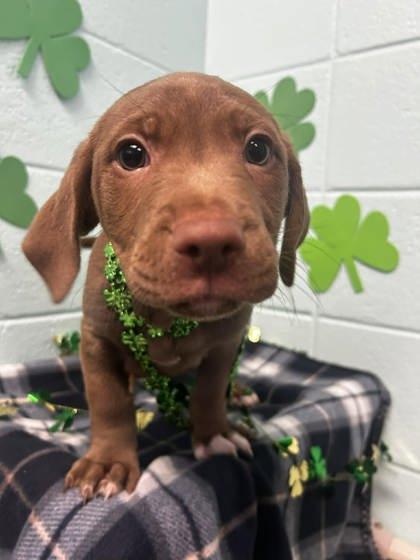 Wally, Adoptable, Adult Male Terrier & Mixed Breed.