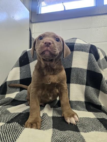 Wally, Adoptable, Adult Male Hound & Mixed Breed.
