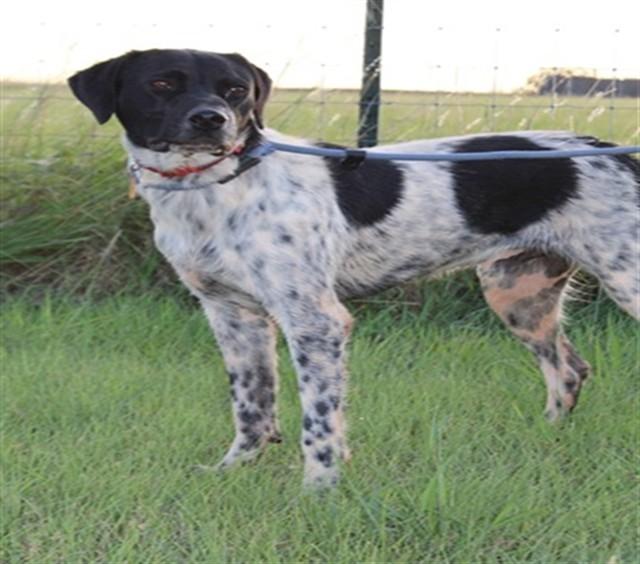 BENNY, Adoptable, Young Male Pointer & Mixed Breed.