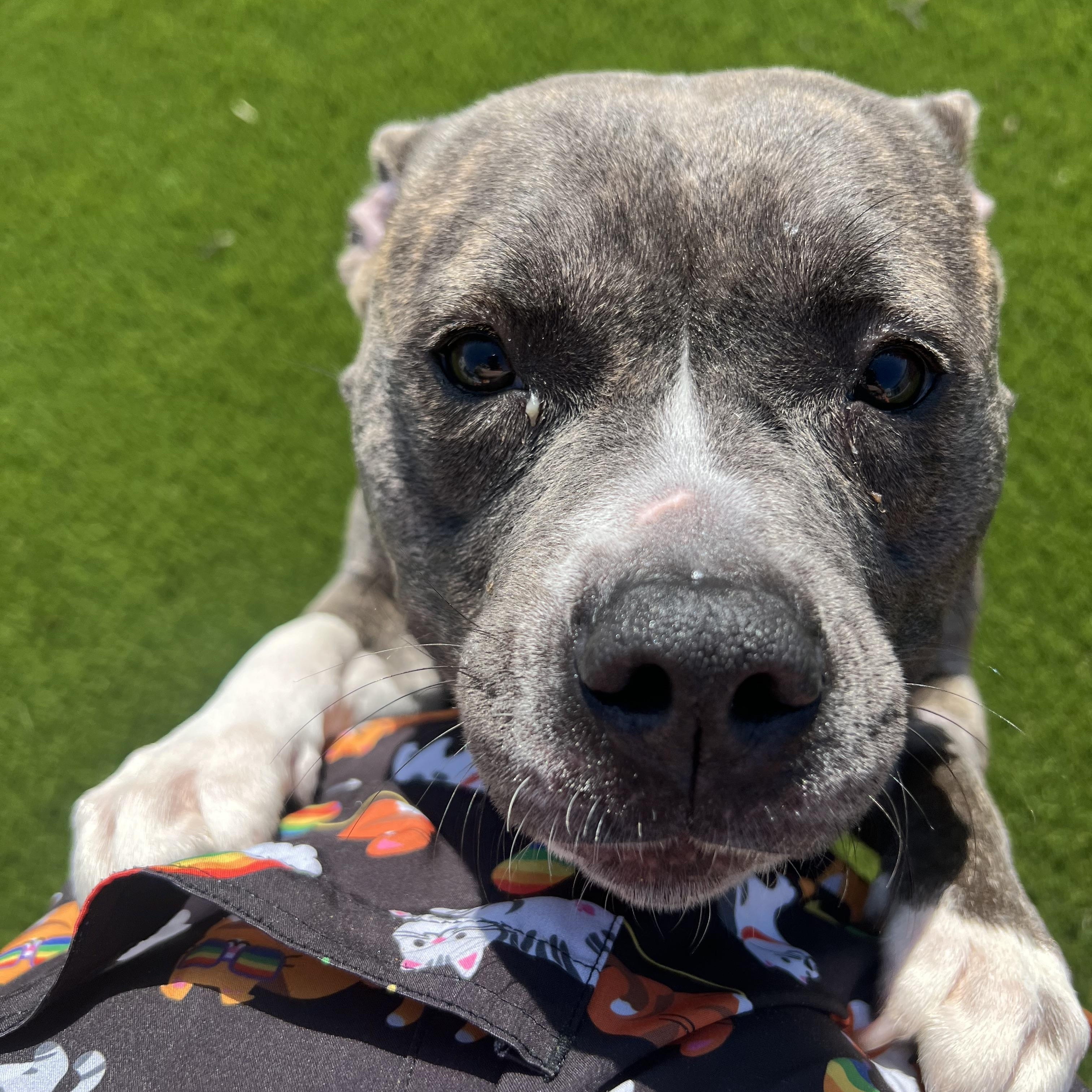 Lettie, an adoptable mixed breed in Cedar Rapids, IA image 2/3