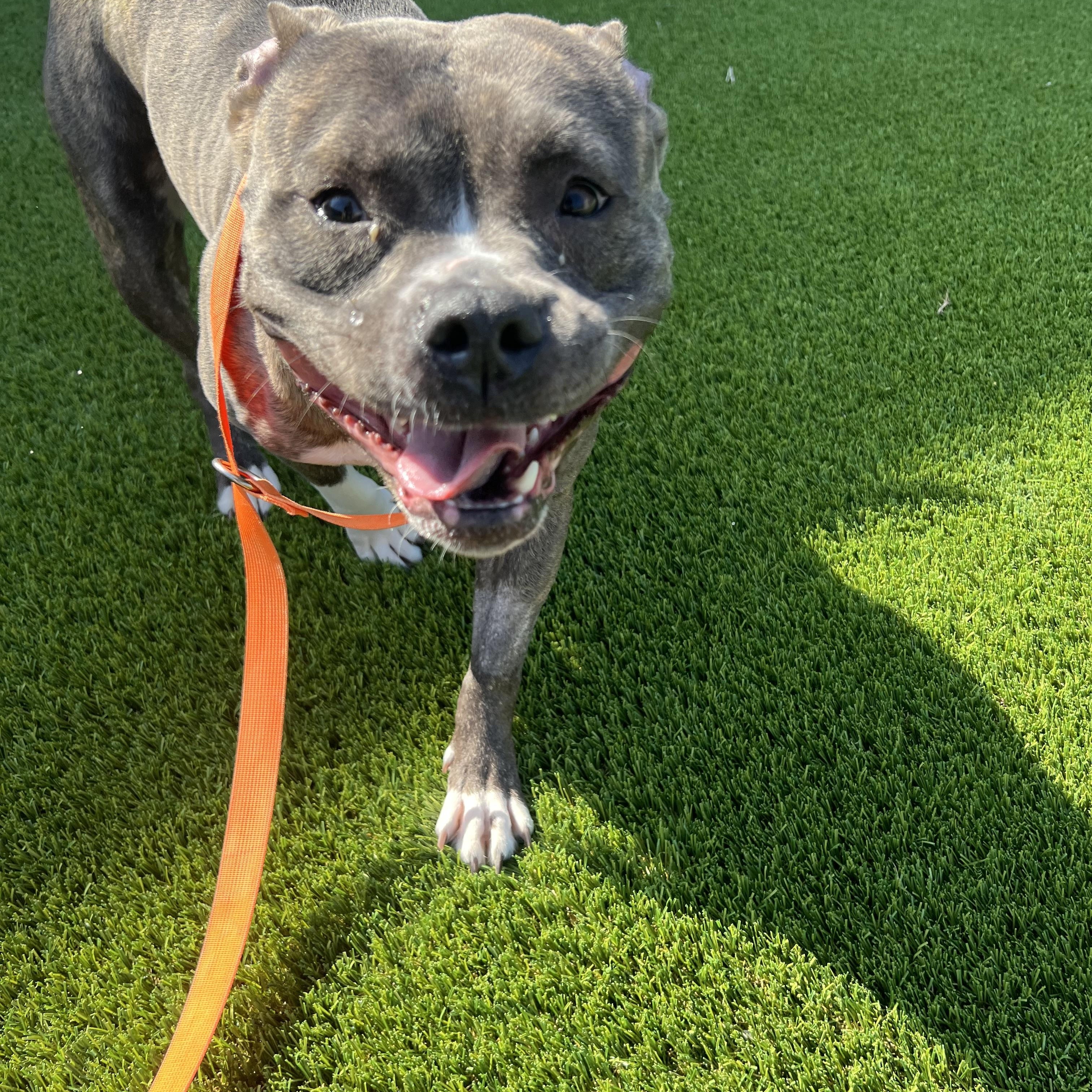 Lettie, an adoptable mixed breed in Cedar Rapids, IA image 3/3