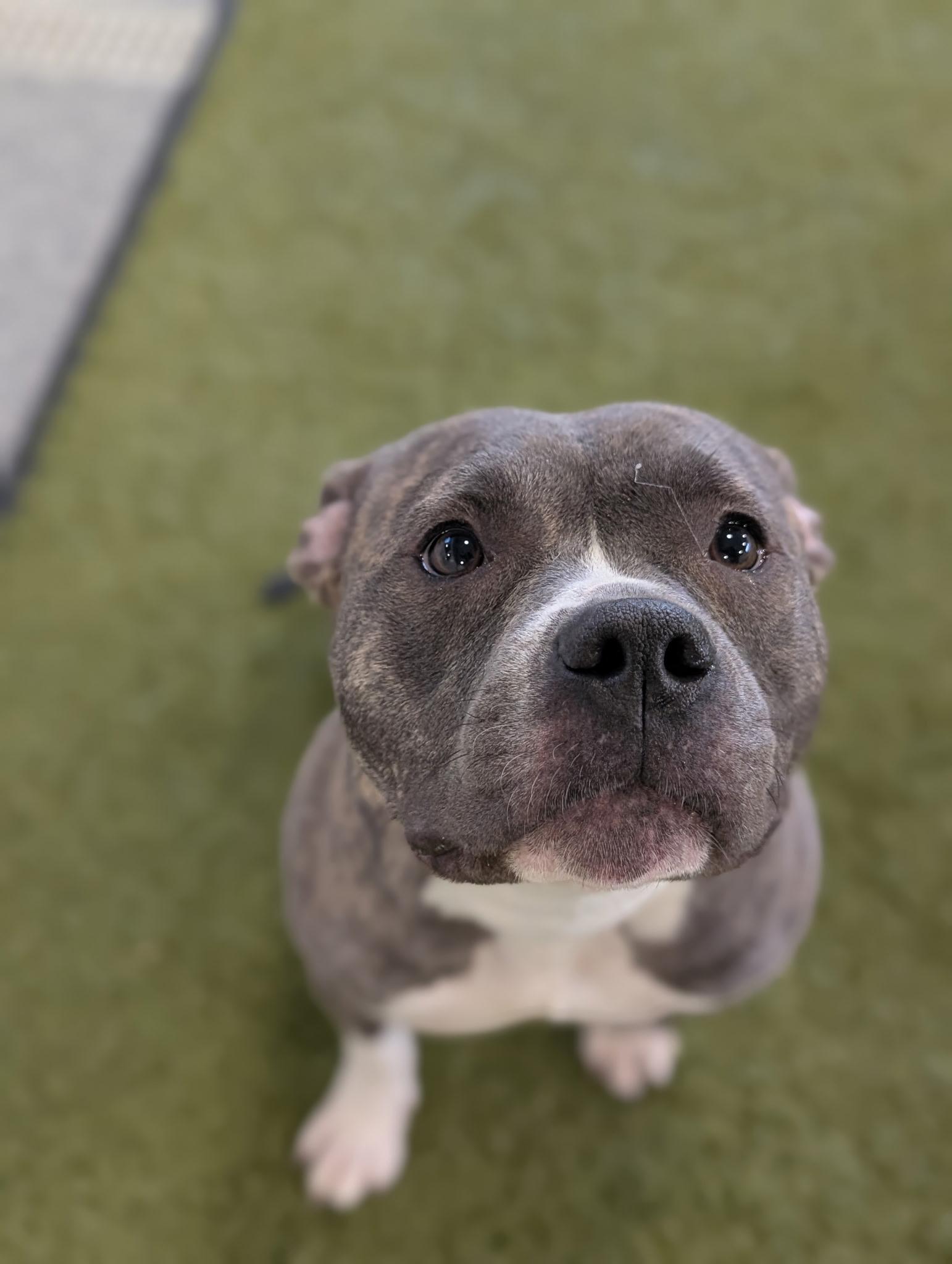 Lettie, an adoptable mixed breed in Cedar Rapids, IA image 1/3
