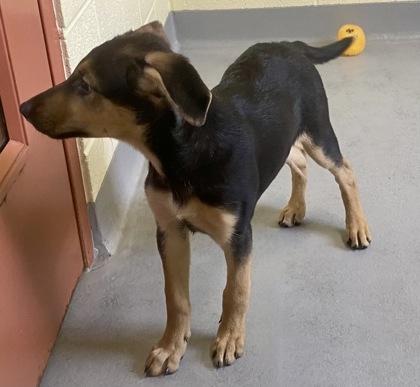 Enlarge Jacinda, a ADOPTABLE German Shepherd Dog in Glasgow, KY image 2/2