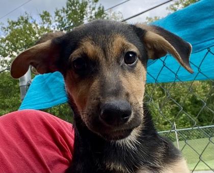 Enlarge Jacinda, a ADOPTABLE German Shepherd Dog in Glasgow, KY image 1/2
