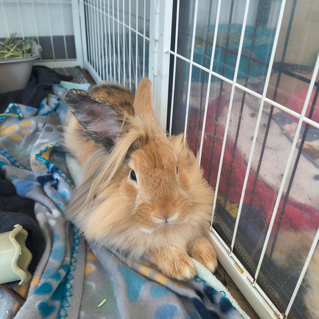 Lion-O, Adoptable, Young Male Lionhead.