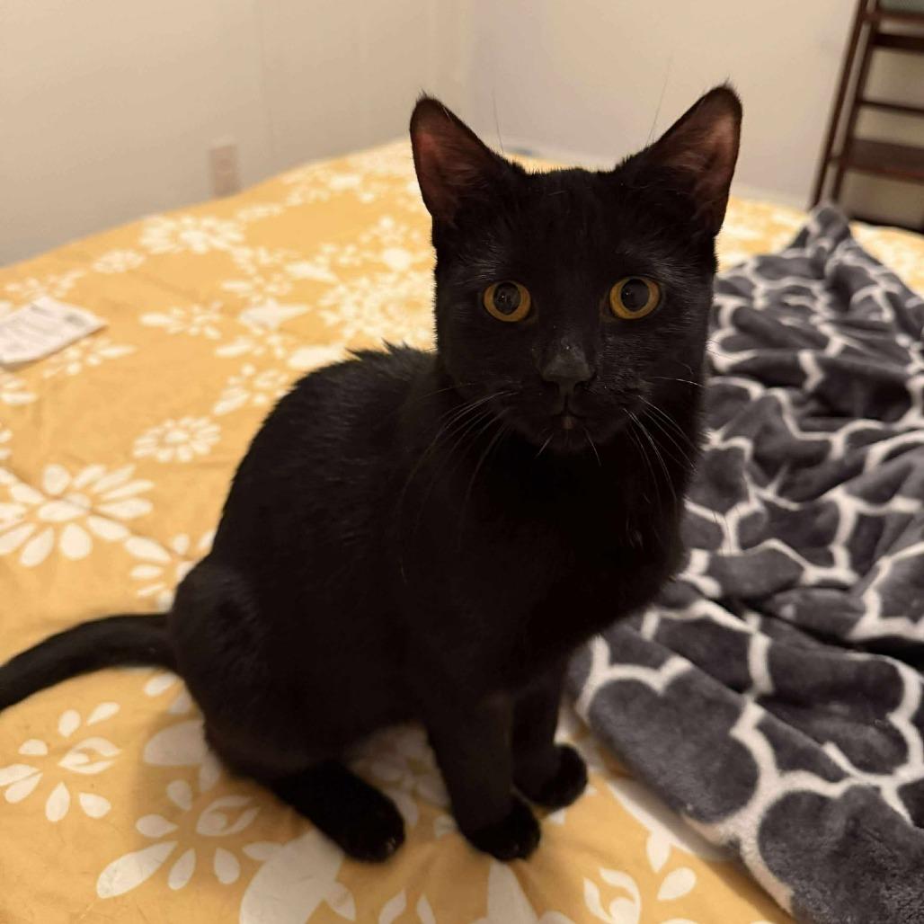 Eleven, Adoptable, Young Female Domestic Short Hair.