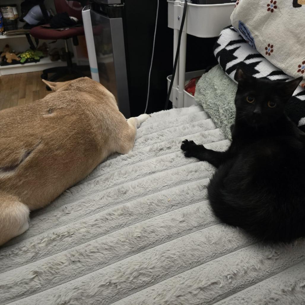 Eleven, Adoptable, Young Female Domestic Short Hair.