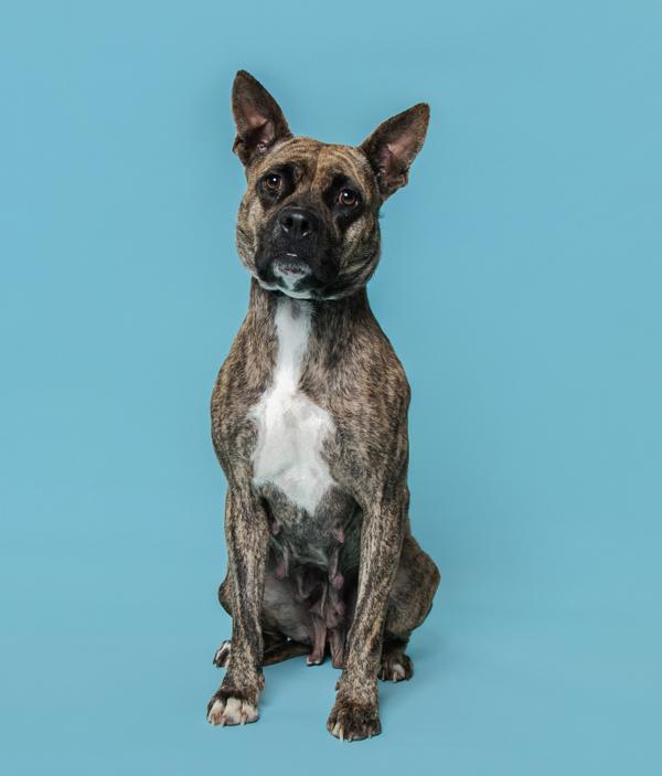 Clove, Adoptable, Adult Female Boxer.