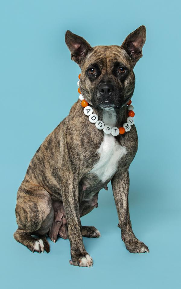 Enlarge Clove, a Adoptable mixed breed in Knoxville, TN image 2/4