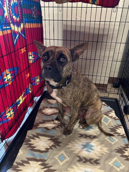 Enlarge Clove, a Adoptable mixed breed in Knoxville, TN image 1/4