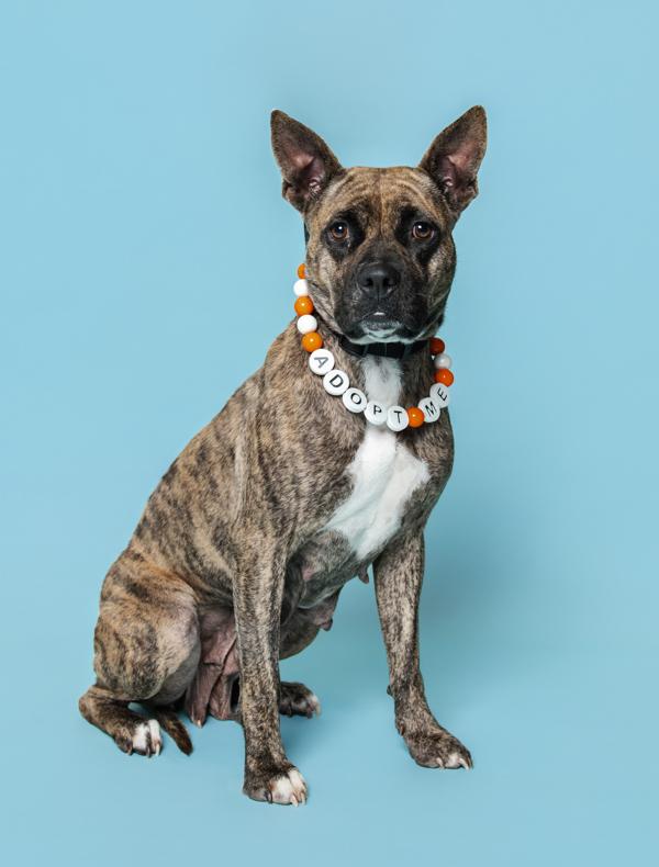 Enlarge Clove, a Adoptable mixed breed in Knoxville, TN image 3/4