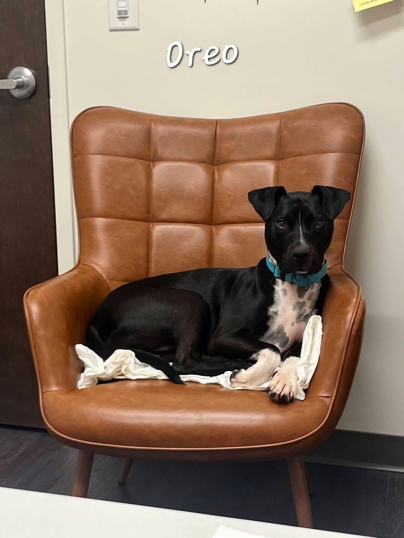 Oreo, an adoptable mixed breed in Bishop, GA image 5/6