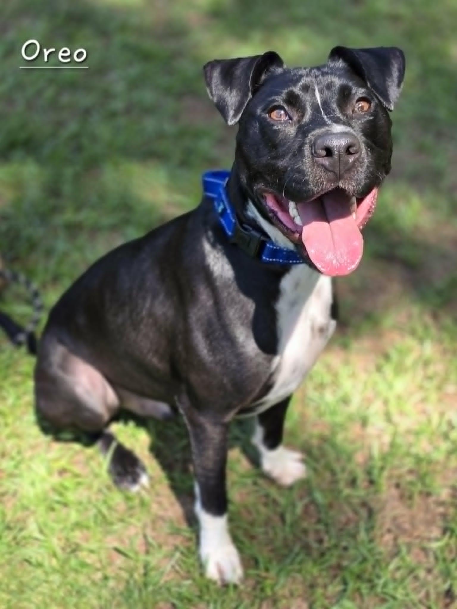 Enlarge Oreo, a Adoptable mixed breed in Bishop, GA image 2/5