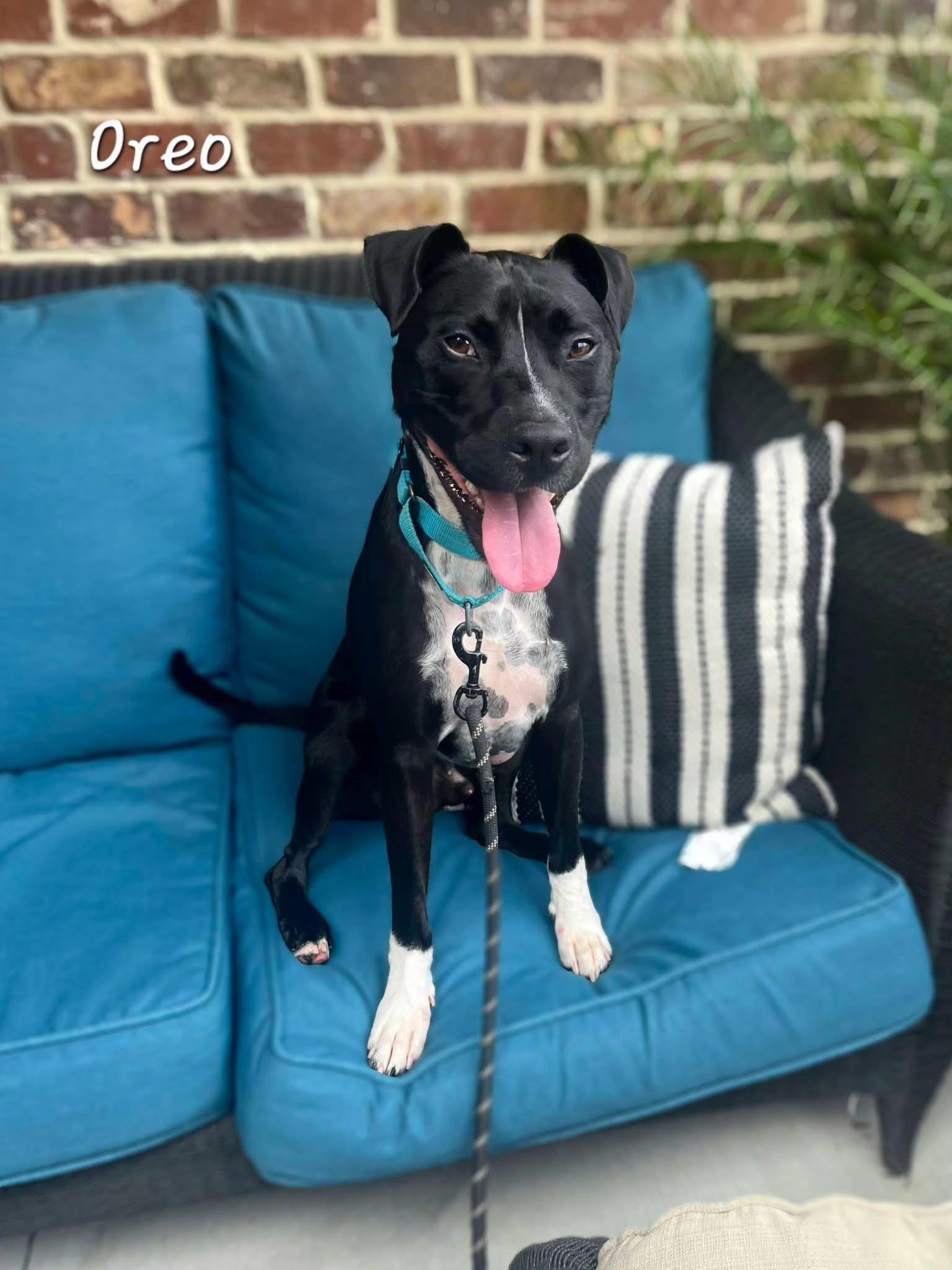 Oreo, an adoptable mixed breed in Bishop, GA image 3/6