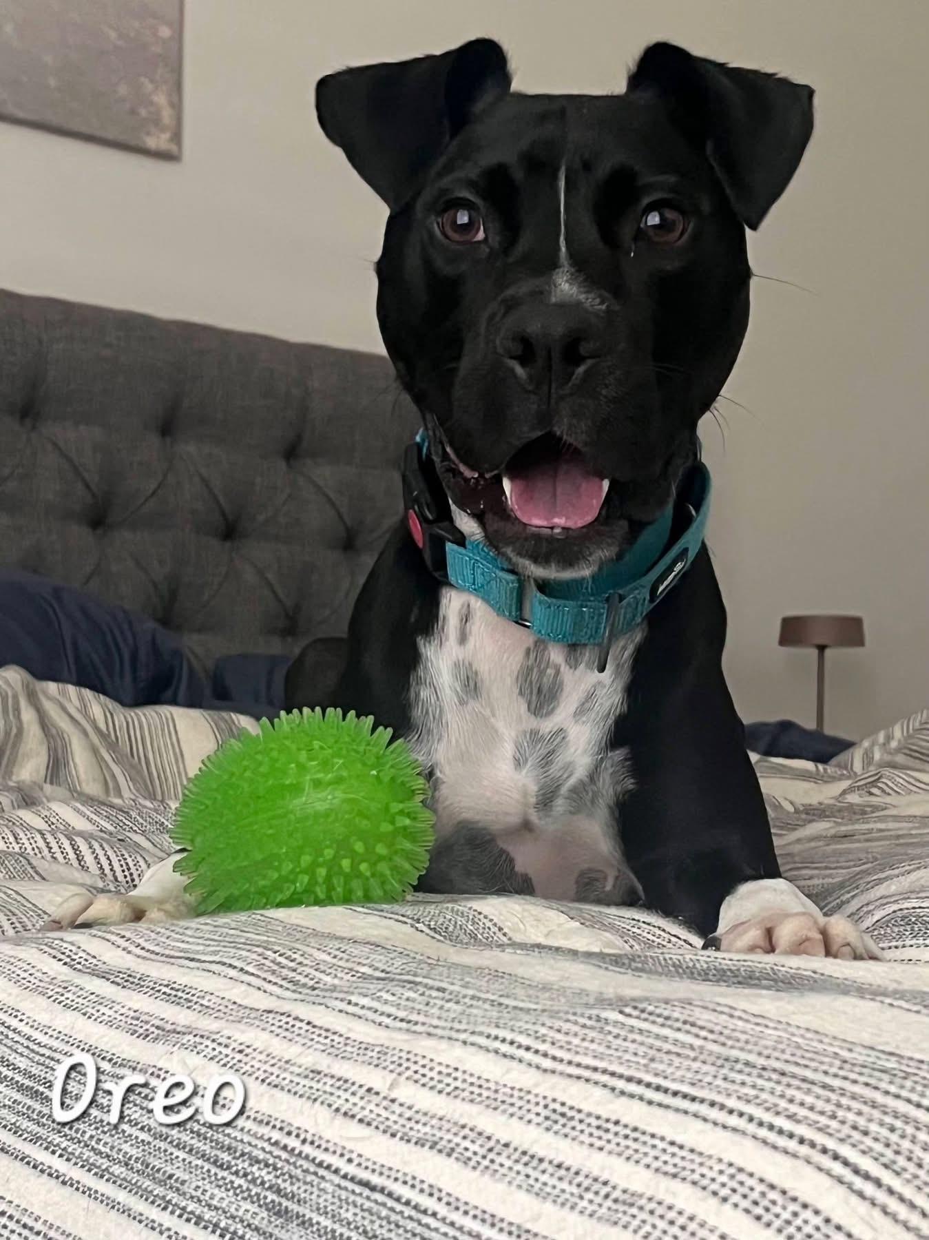 Oreo, adoptable, Young Female Pit Bull Terrier.