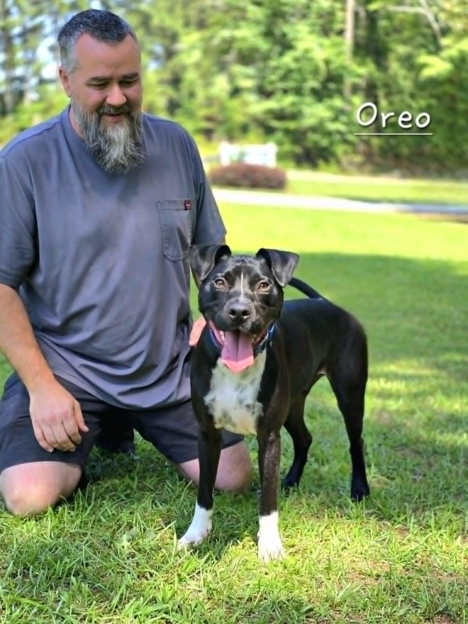 Enlarge Oreo, a Adoptable mixed breed in Bishop, GA image 5/5