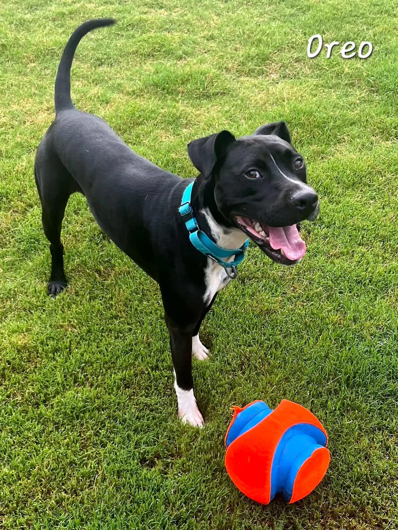 Oreo, an adoptable mixed breed in Bishop, GA image 4/6