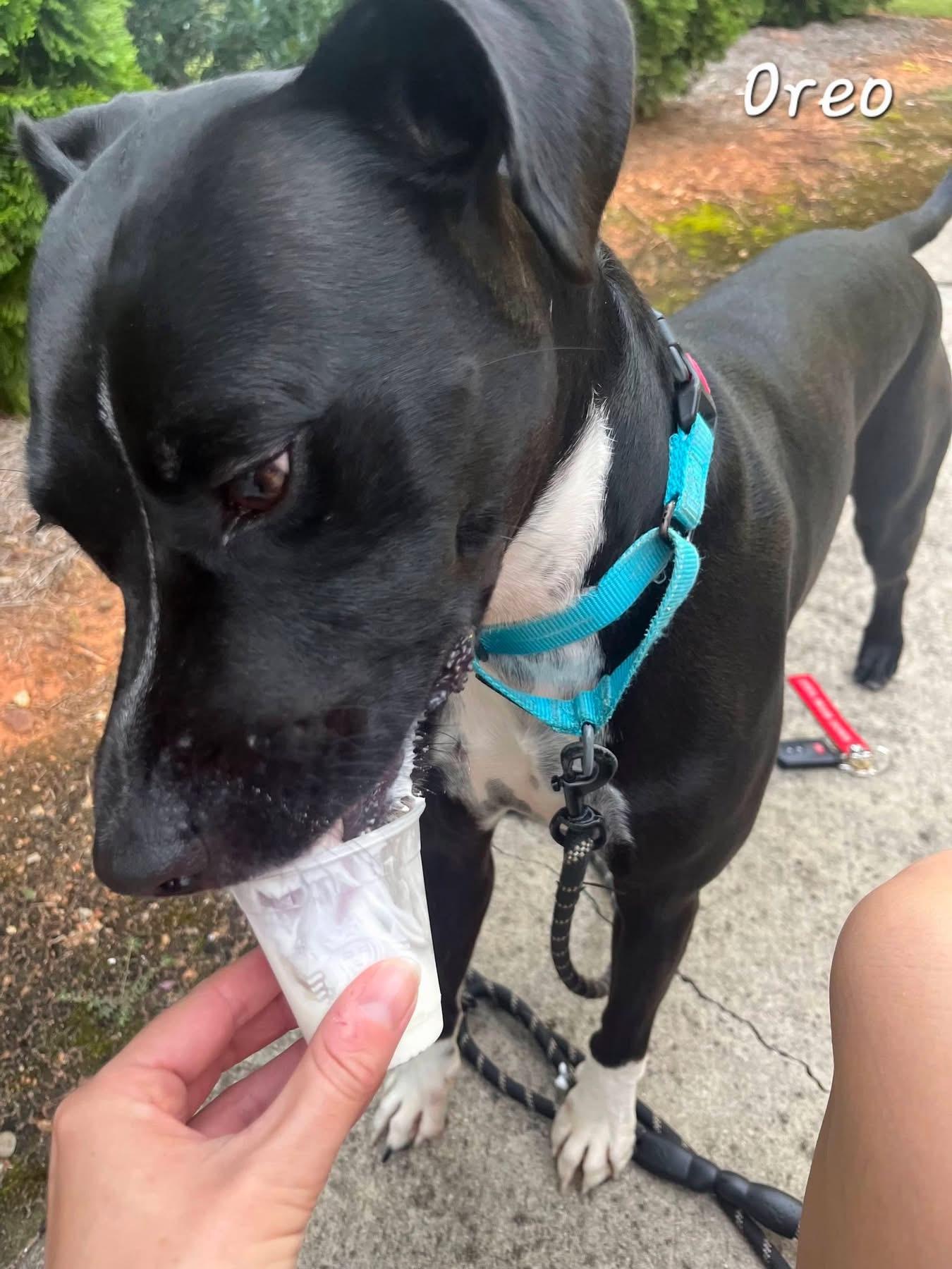 Oreo, an adoptable mixed breed in Bishop, GA image 6/6